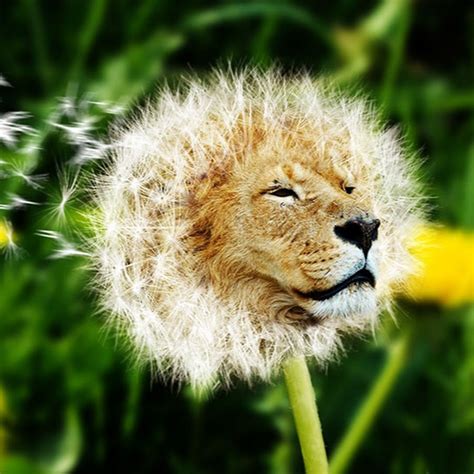 Dandy lion. Things To Know About Dandy lion. 